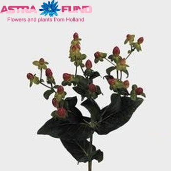 Hypericum Pinky Flair φωτογραφία