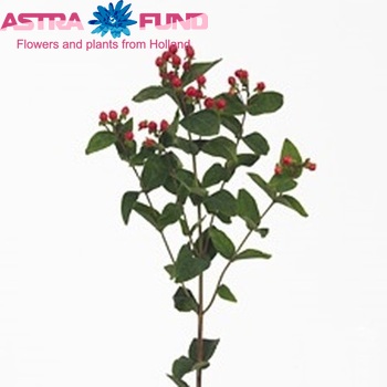 Hypericum Red Baron φωτογραφία