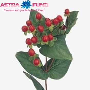 Hypericum 'Red Bullet' φωτογραφία