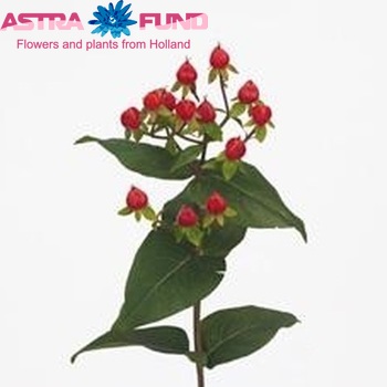 Hypericum Red Jewel φωτογραφία