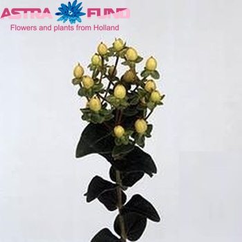 Hypericum Sunny Classic φωτογραφία