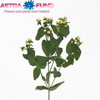 Hypericum White Attraction φωτογραφία