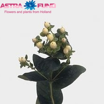 Hypericum White Condor φωτογραφία