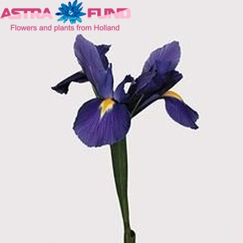 Iris  'Blue Magic' photo