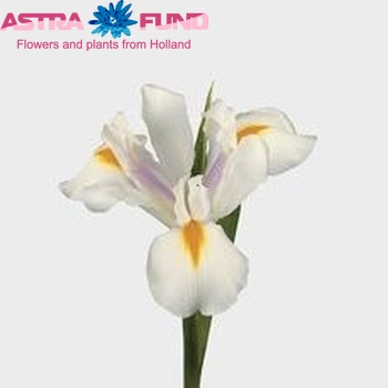 Iris  'Madonna' fotografie