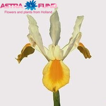 Iris (Hollandse Iris Grp) 'Apollo' photo