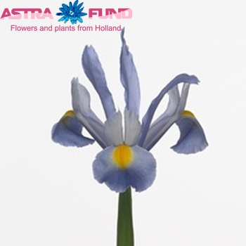 Iris (Hollandse Iris Grp) 'Beau Regard' photo