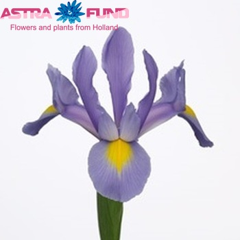 Iris (Hollandse Iris Grp) Brazos photo