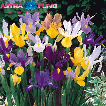 Iris (Hollandse Iris Grp) gemengd photo