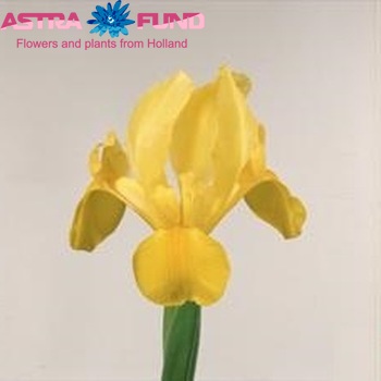 Iris (Hollandse Iris Grp) 'Golden Beauty' φωτογραφία