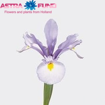Iris (Hollandse Iris Grp) 'Hildegarde' φωτογραφία