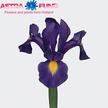 Iris (Hollandse Iris Grp) 'Holland Saphire' φωτογραφία