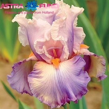 Iris (Hollandse Iris Grp) Loire φωτογραφία