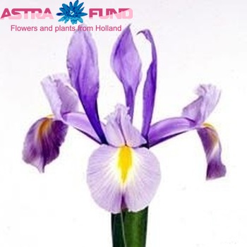 Iris (Hollandse Iris Grp) 'Lovely Blue' φωτογραφία