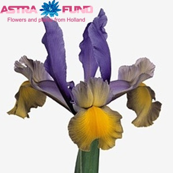 Iris (Hollandse Iris Grp) 'Miss Saigon' φωτογραφία