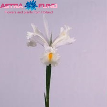 Iris (Hollandse Iris Grp) 'Mount Everest' φωτογραφία