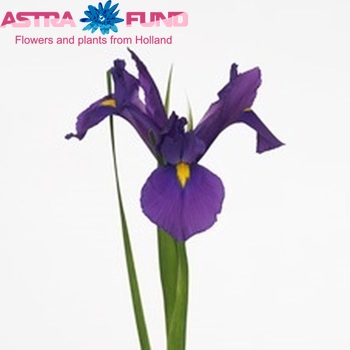 Iris (Hollandse Iris Grp) 'Nofa Purper' φωτογραφία