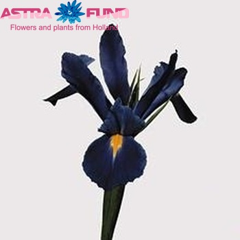 Iris (Hollandse Iris Grp) 'Prof. Blaauw' fotografie