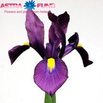 Iris (Hollandse Iris Grp) 'Purple Sensation' fotografie