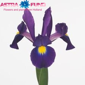 Iris (Hollandse Iris Grp) Tigris fotografie
