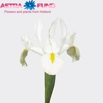 Iris (Hollandse Iris Grp) 'Wedgewood' fotografie