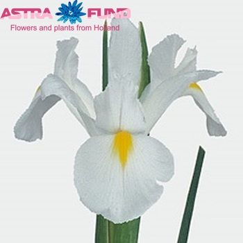 Iris (Hollandse Iris Grp) 'White Magic' fotografie