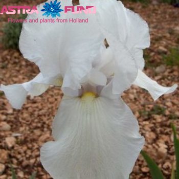 Iris (vaste plant) Germanica Grp 'Cup Race' Foto