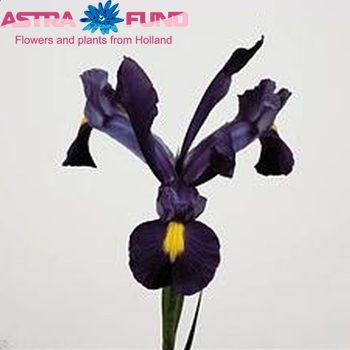 Iris 'Blue Diamond' photo