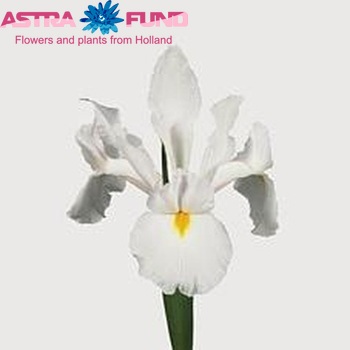 Iris 'Casablanca' photo