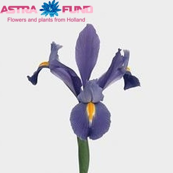 Iris 'Discovery' photo