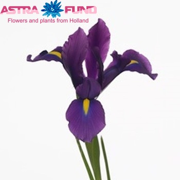 Iris 'Hong Kong' fotografie