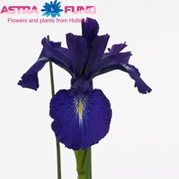 Iris latifolia (vaste plant) 'King of the Blues' fotografie