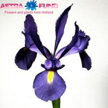 Iris 'Telstar' fotografie