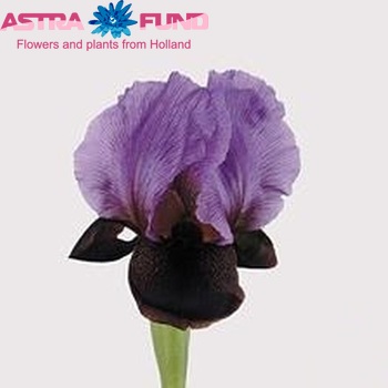 Iris 'Ziv' Foto