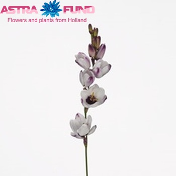Ixia 'Blue Bird' photo