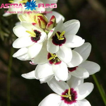 Ixia 'Giant' photo