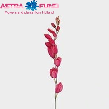 Ixia 'Jesse' photo