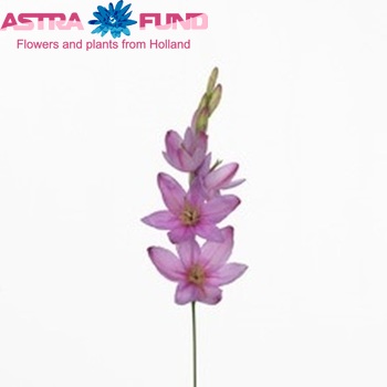 Ixia 'Mabel' photo