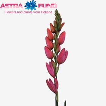 Ixia 'Phoenix' photo