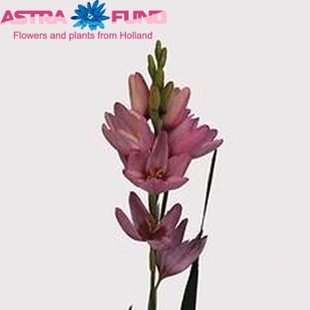 Ixia 'Rose Emperor' photo