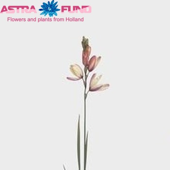 Ixia 'Spica' photo