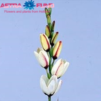 Ixia 'Spotlight' photo
