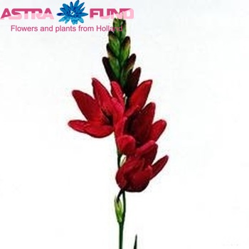Ixia 'Venus' photo