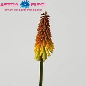 Kniphofia photo