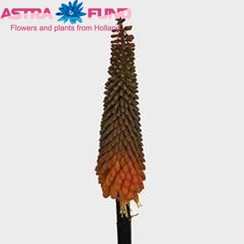 Kniphofia 'Alcazar' photo