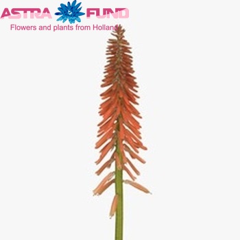 Kniphofia 'Red Rocket' photo