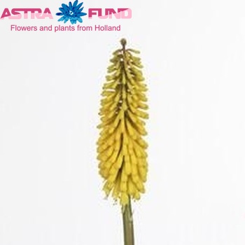 Kniphofia 'Sunningdale Yellow' photo