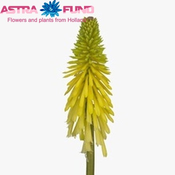 Kniphofia 'Yellow Hammer' photo