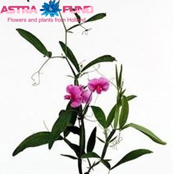 Lathyrus latifolius photo