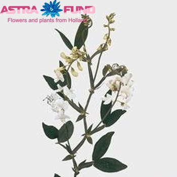 Lathyrus latifolius 'Virginia' photo